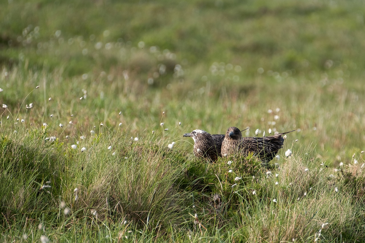 great skua  nest  couple free photo