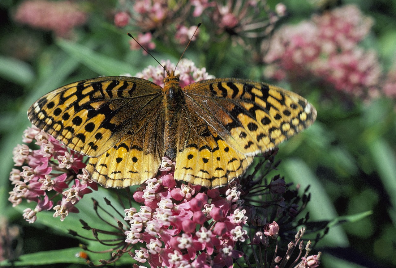 great spangled fritillary butterfly plant free photo