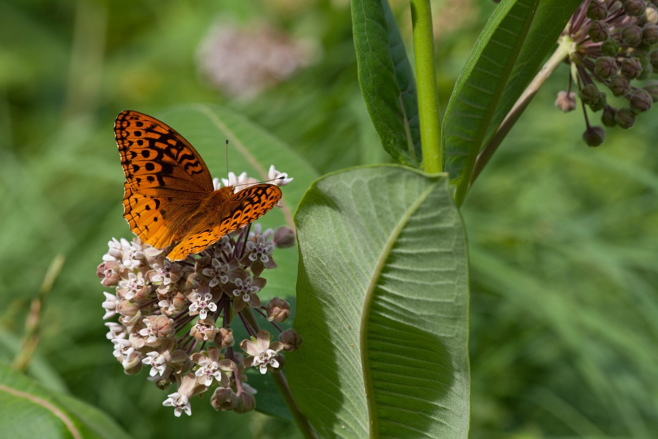 great spangled fritillary butterfly plant free photo