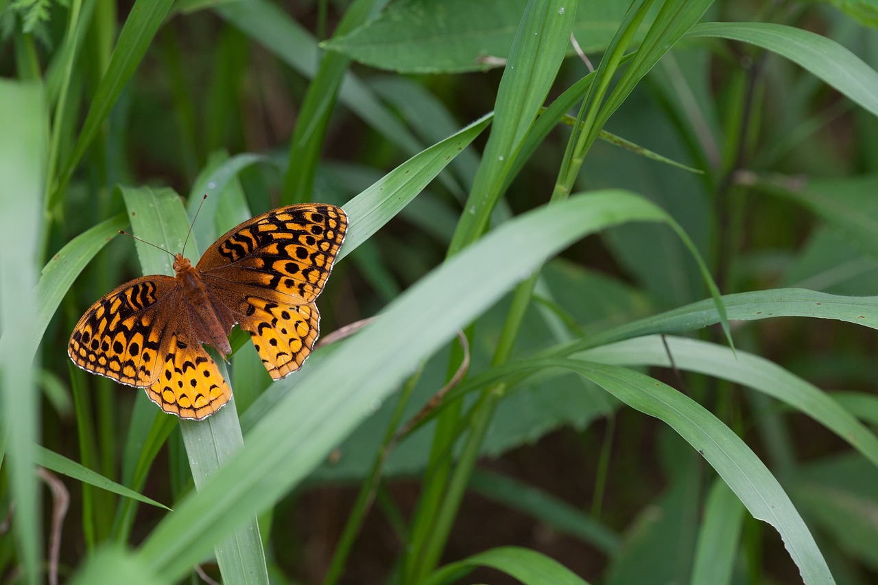 great spangled fritillary butterfly insect free photo