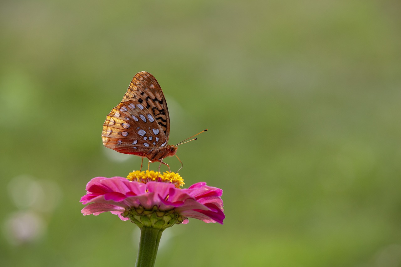 great spangled fritillary  flower  butterfly free photo