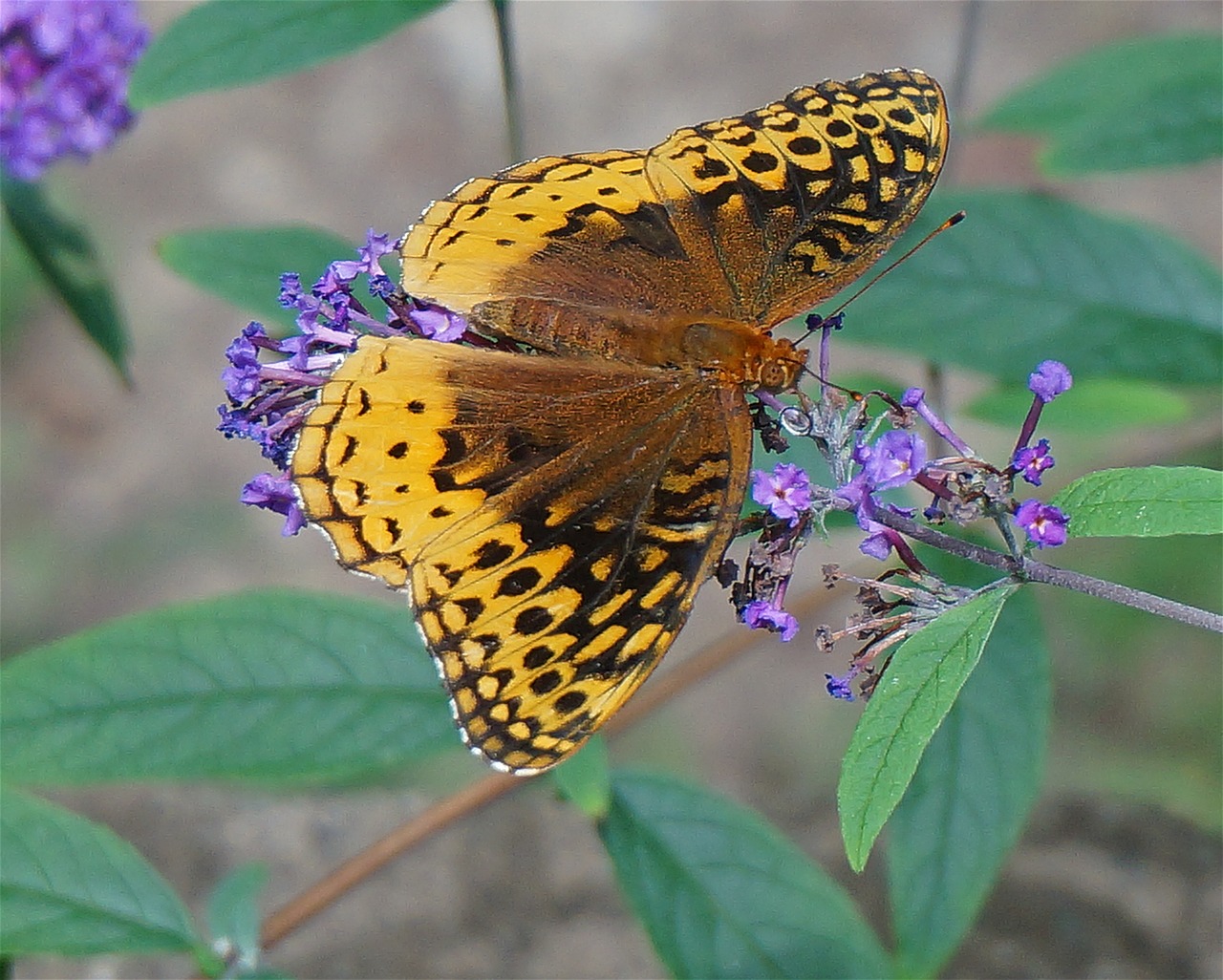 great spangled fritillary butterfly butterfly orange free photo
