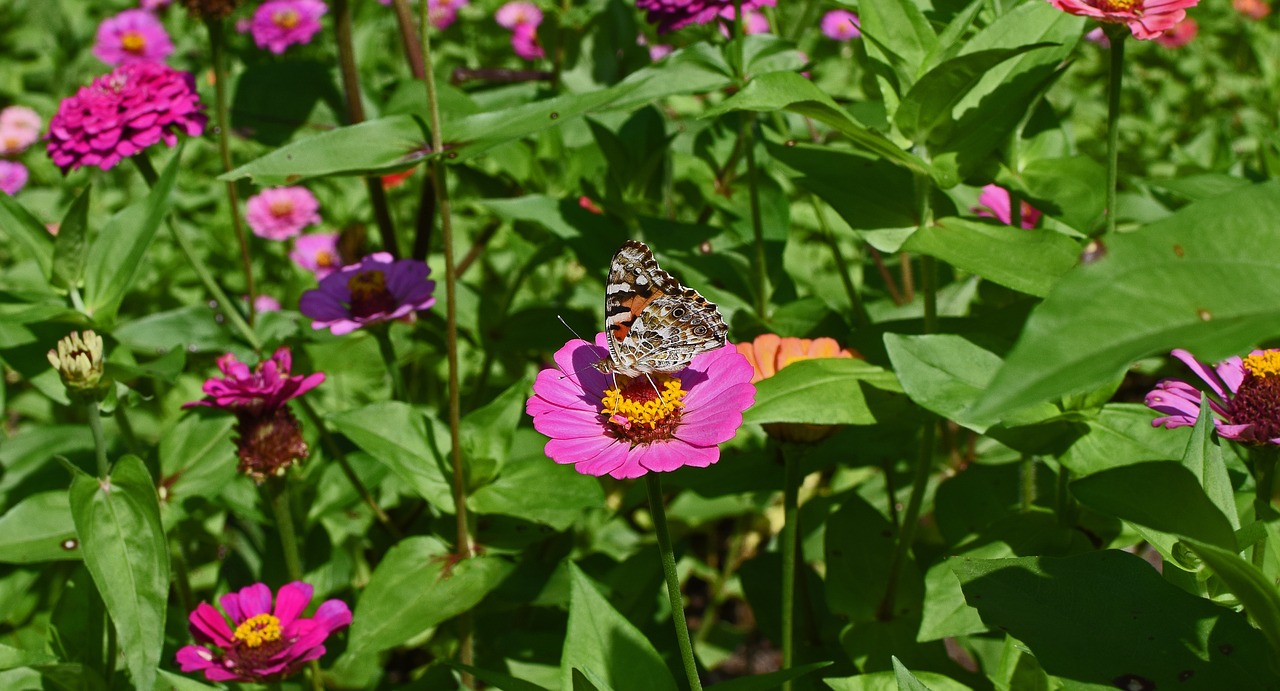 great spangled fritillary butterfly zinnia butterfly free photo