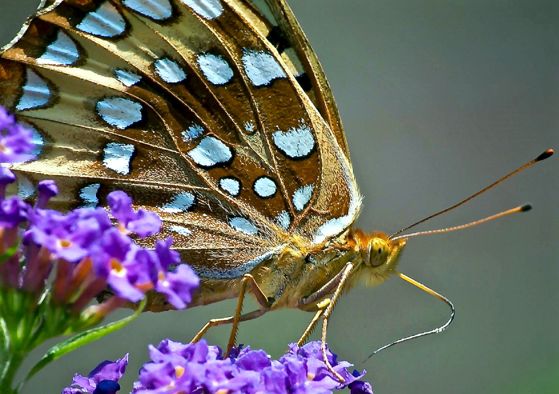 butterfly macro close up free photo