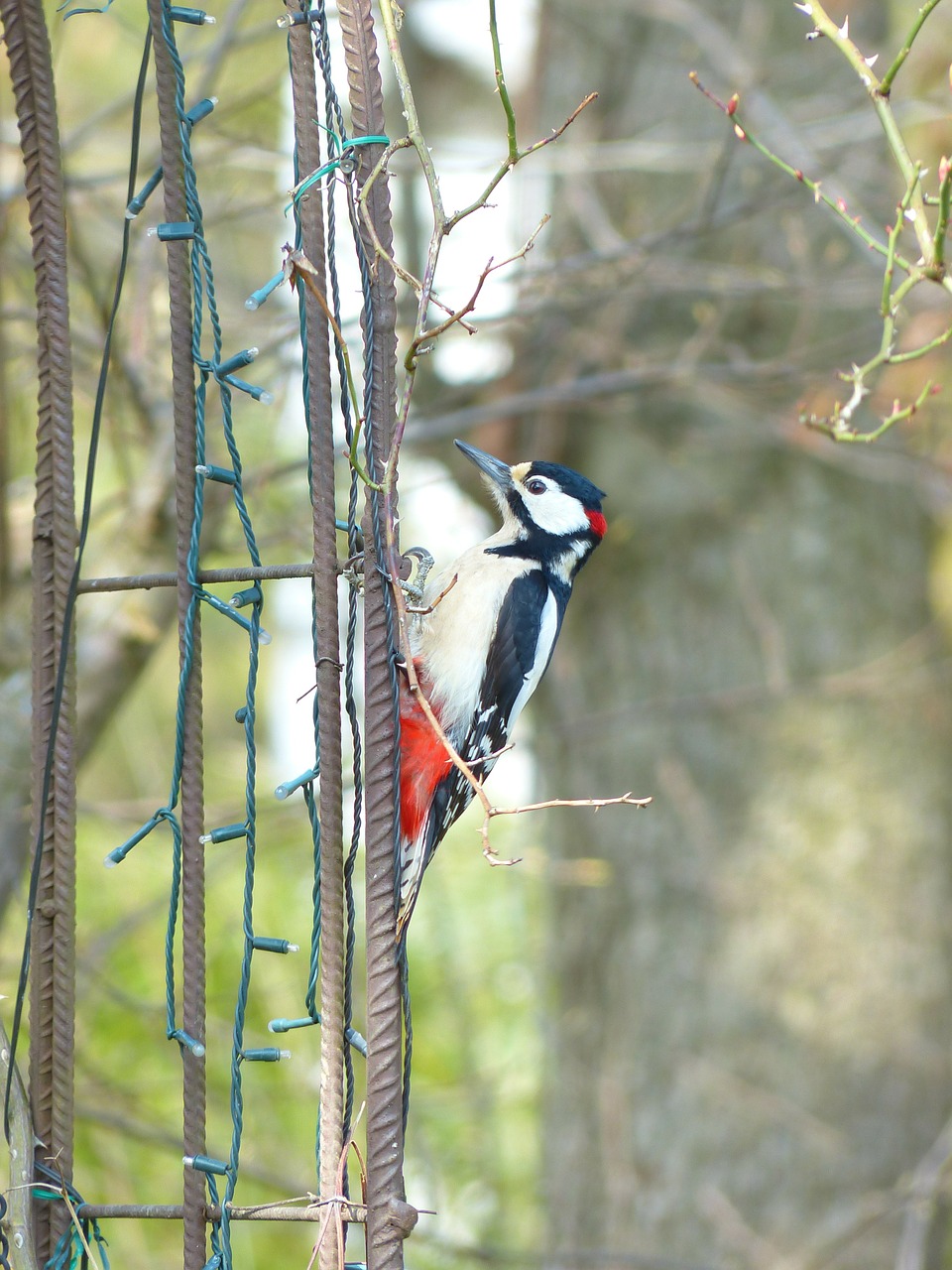great spotted woodpecker dendrocopos major bird free photo