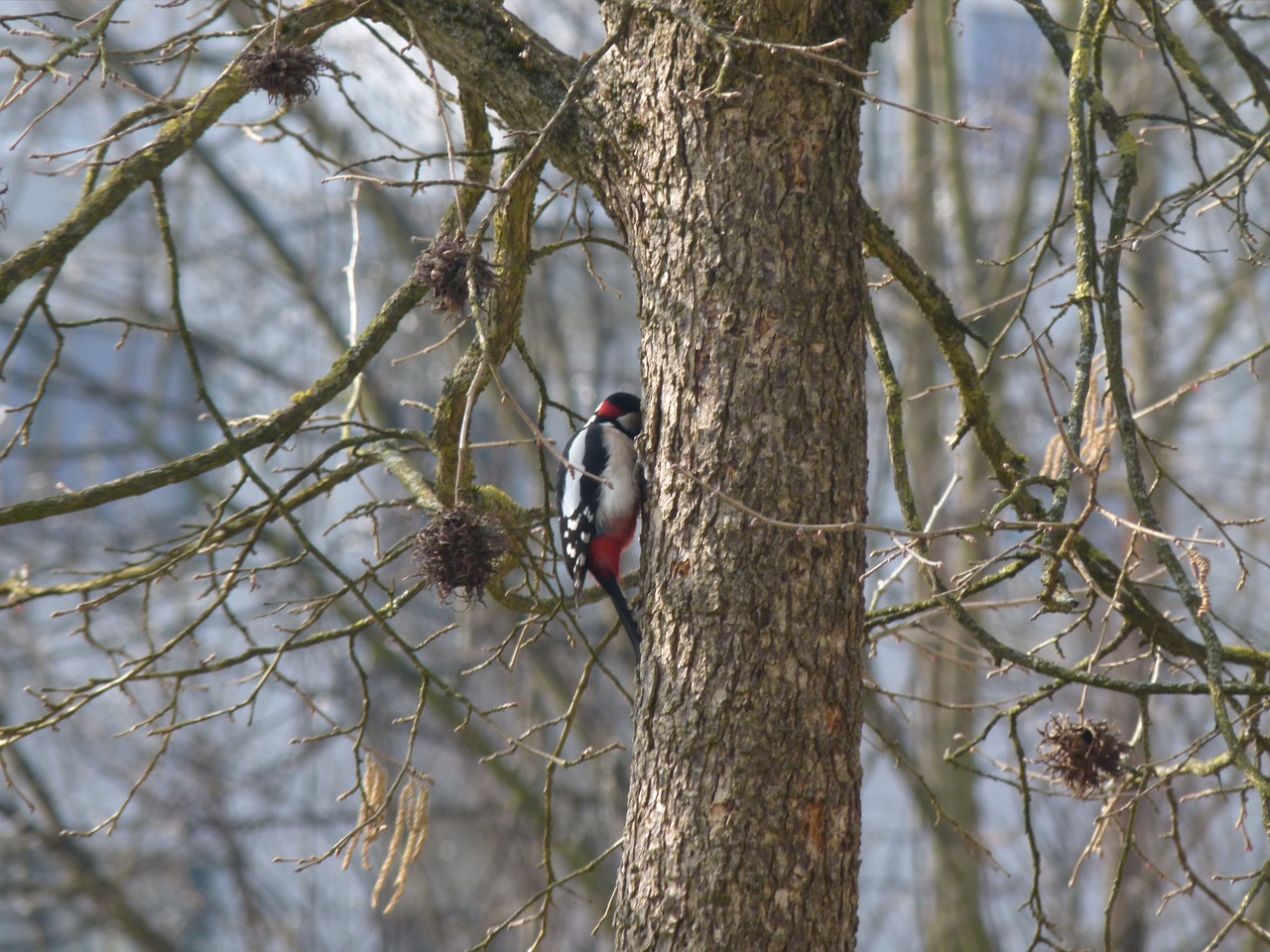 great spotted woodpecker tree nature free photo
