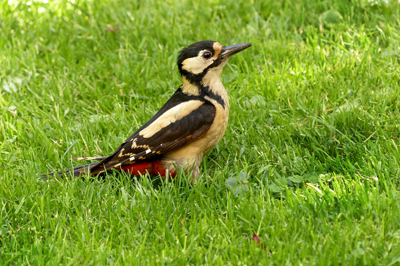 great spotted woodpecker dendrocopos major bird free photo