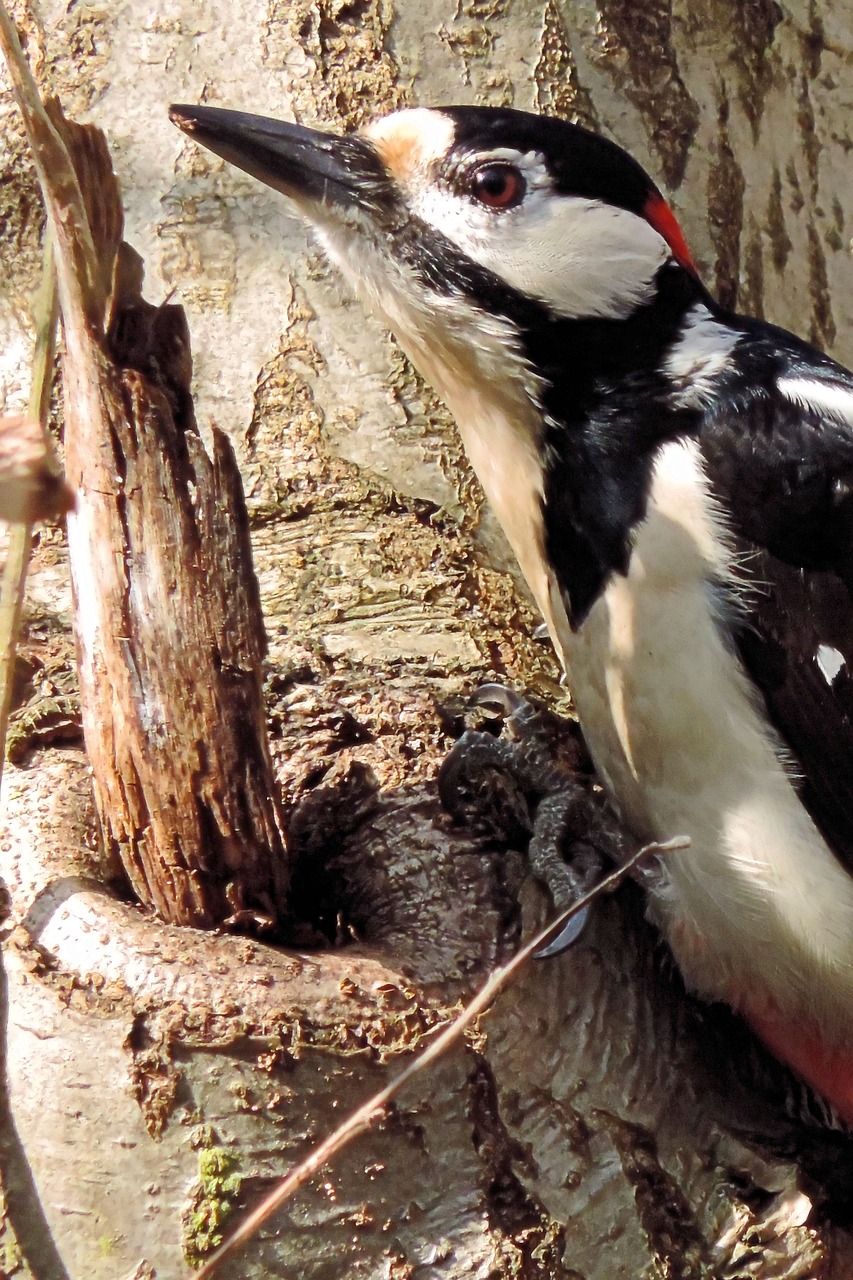 great spotted woodpecker woodpecker bird free photo