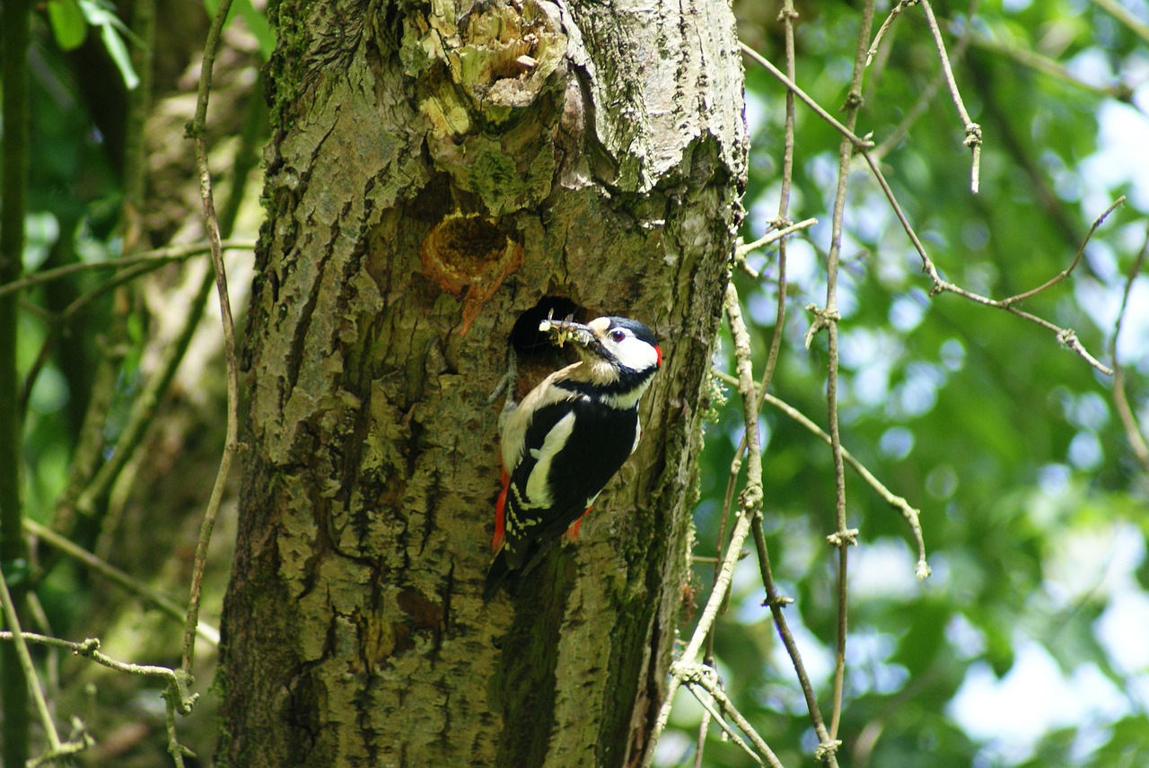 great spotted woodpecker woodpecker bird free photo