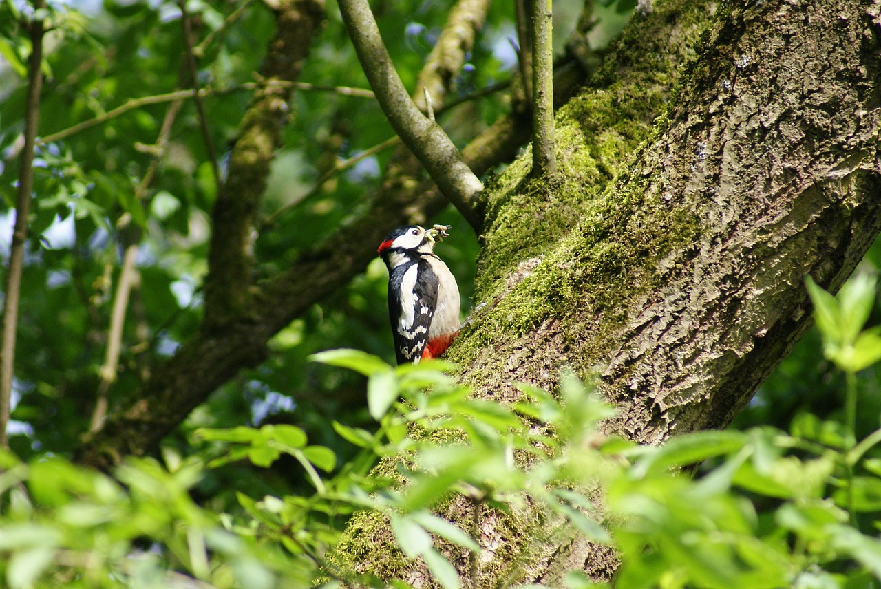 great spotted woodpecker woodpecker fauna free photo