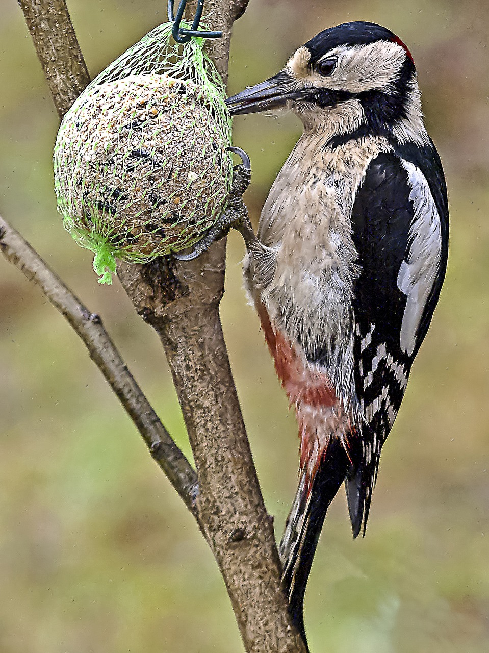 great spotted woodpecker woodpecker bird free photo