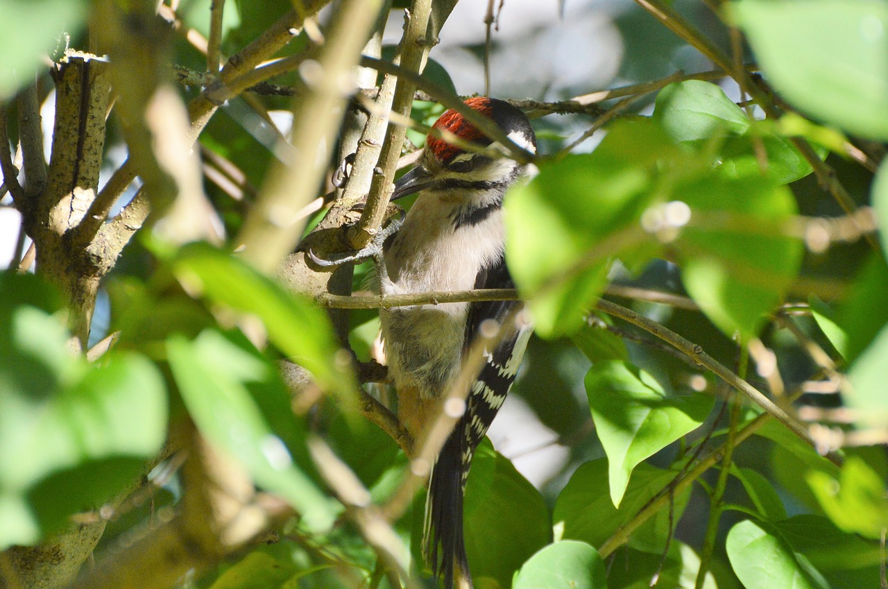 great spotted woodpecker woodpecker forest bird free photo