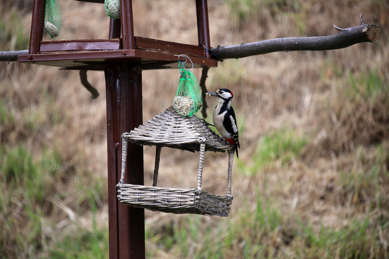 great spotted woodpecker bird woodpecker free photo