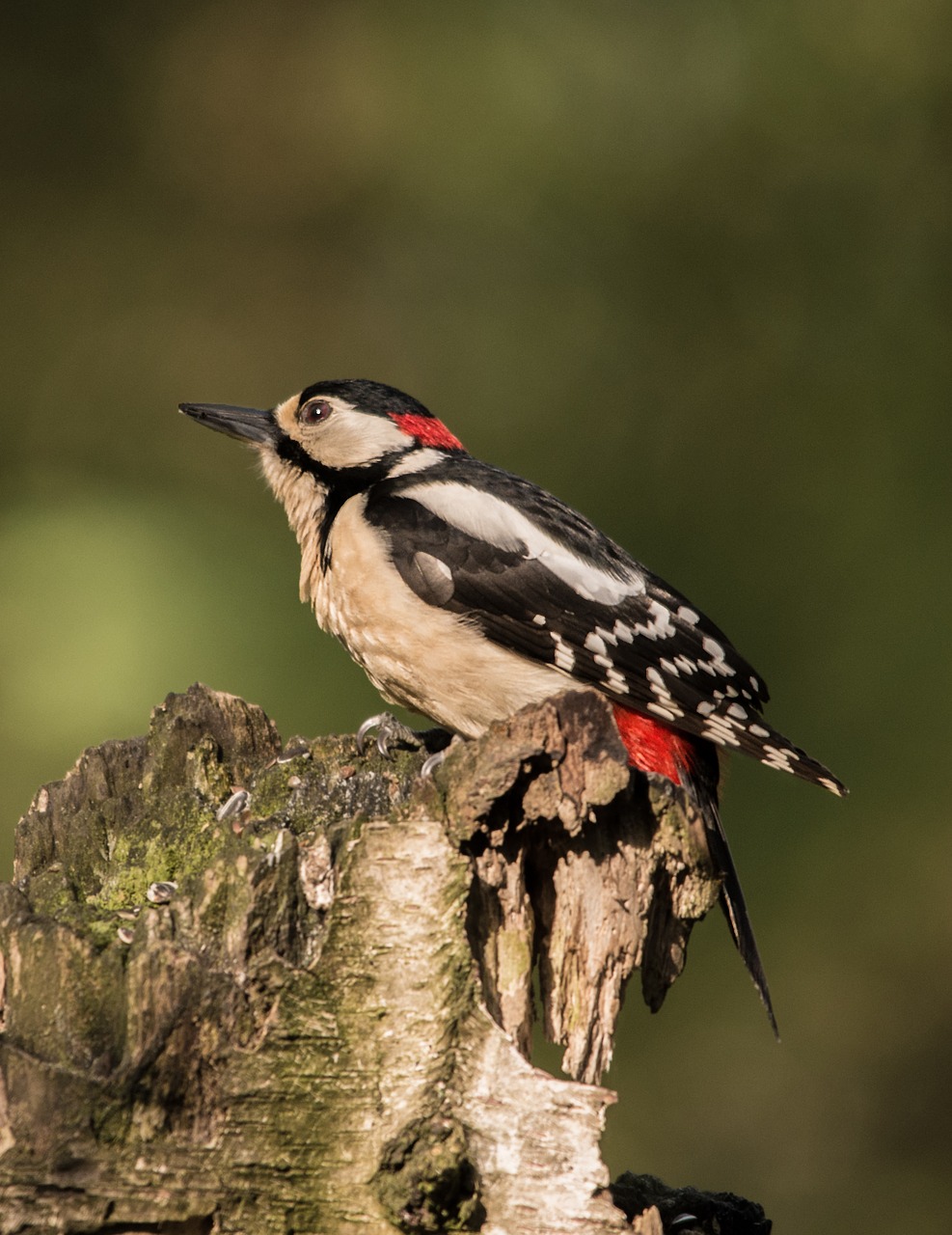 great spotted woodpecker bird forest free photo