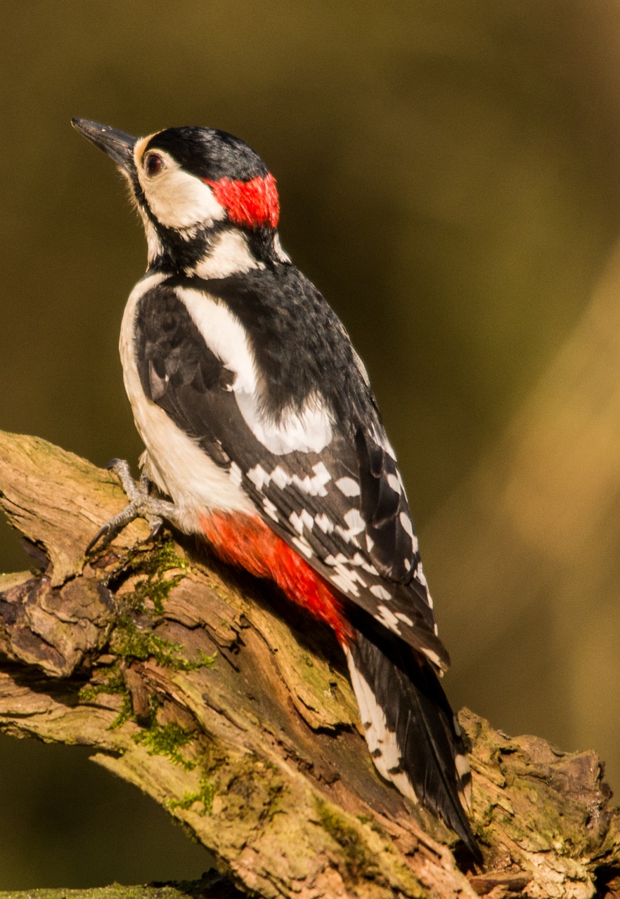 great spotted woodpecker woodpecker forest bird free photo