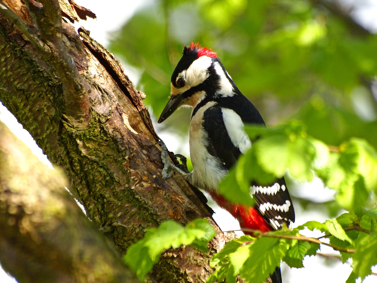 great spotted woodpecker bird nature free photo