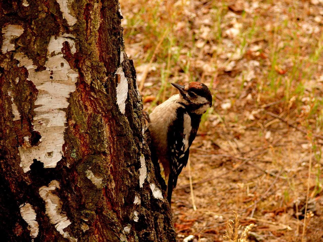 great spotted woodpecker woodpecker bird free photo