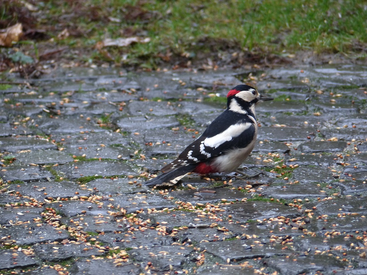 great spotted woodpecker  bird  woodpecker free photo