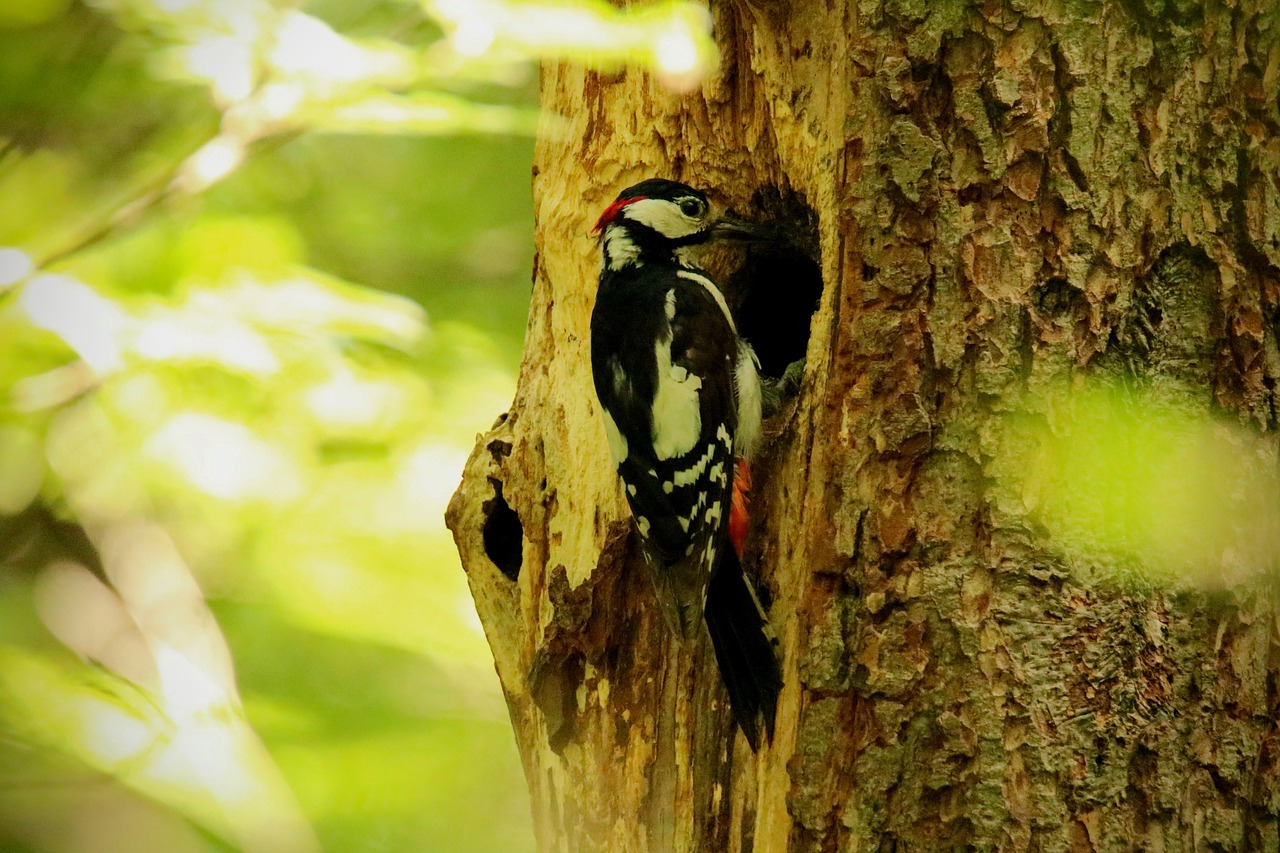 great spotted woodpecker  bird  foraging free photo
