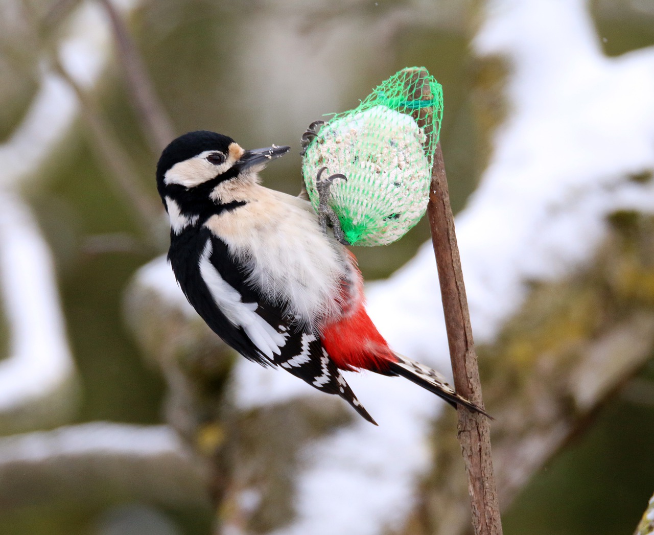great spotted woodpecker  bird  garden free photo