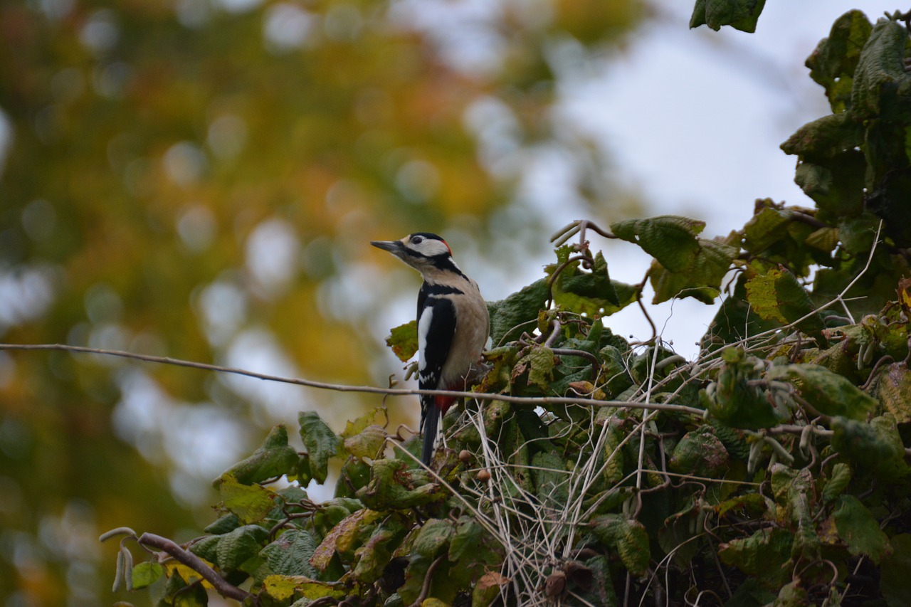 great spotted woodpecker bird nature free photo