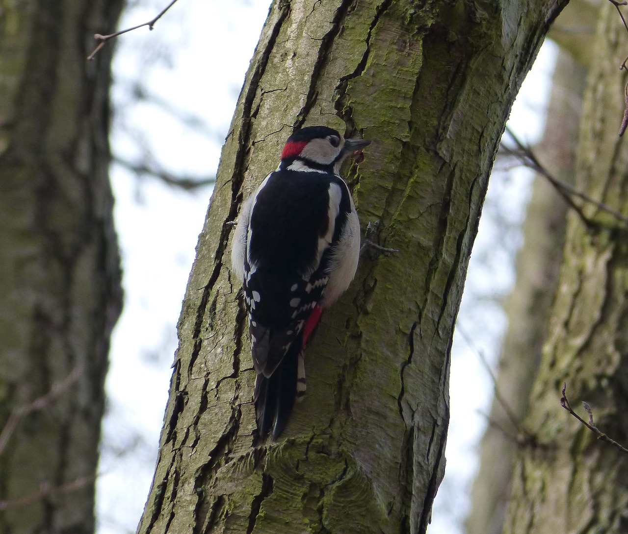 great spotted woodpecker bird forest free photo