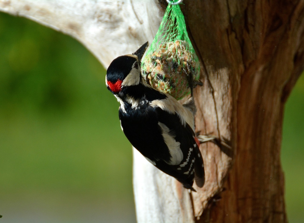 great spotted woodpecker woodpecker bird free photo