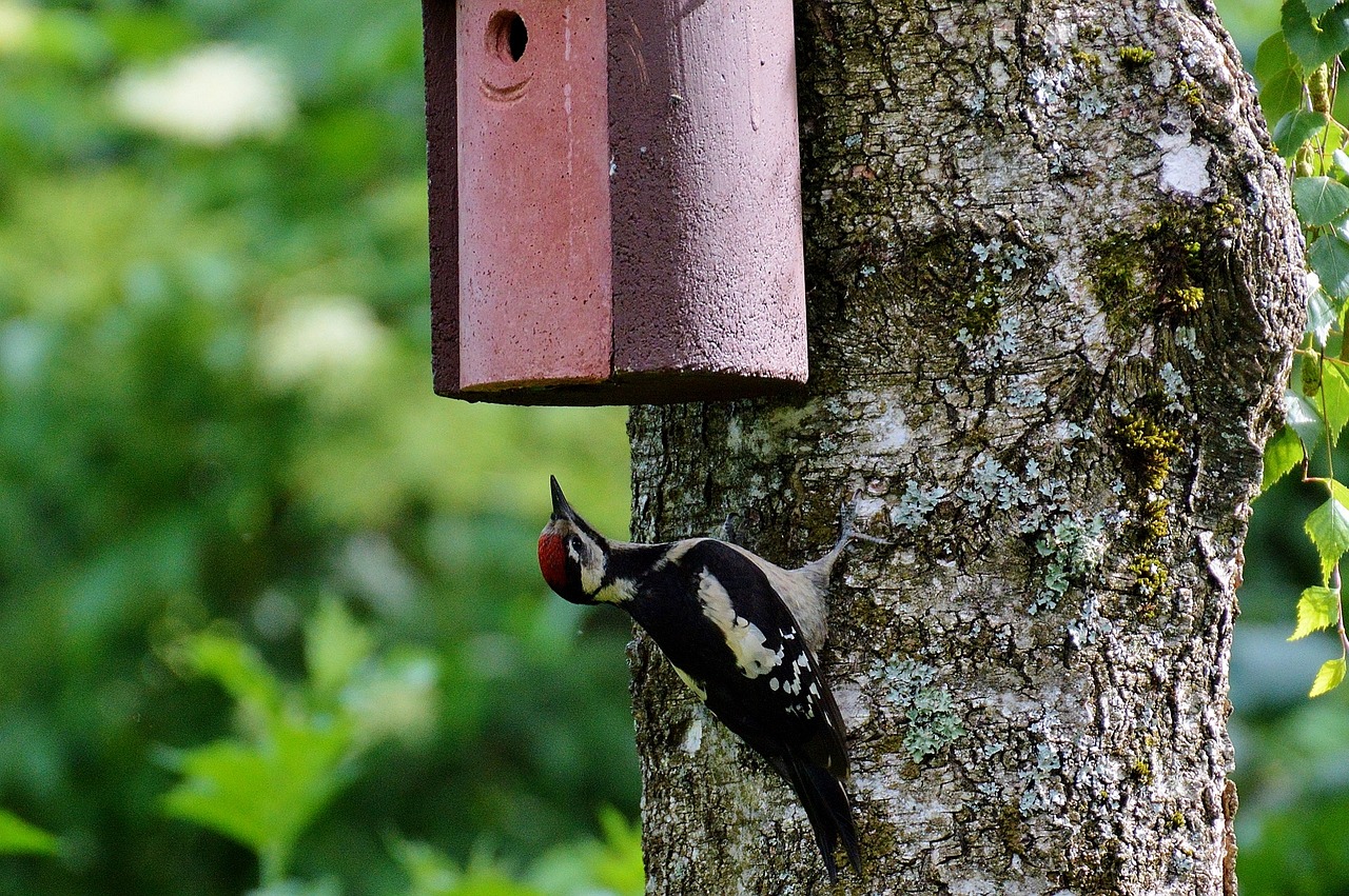great spotted woodpecker woodpecker bird free photo