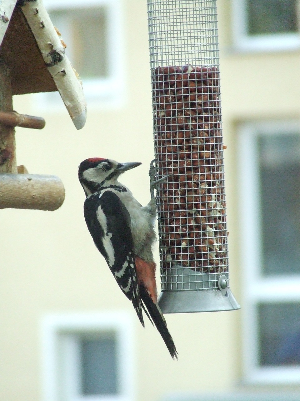 great spotted woodpecker bird seed bird free photo