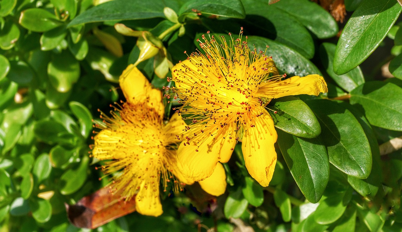 great st john's wort hypericum free photo