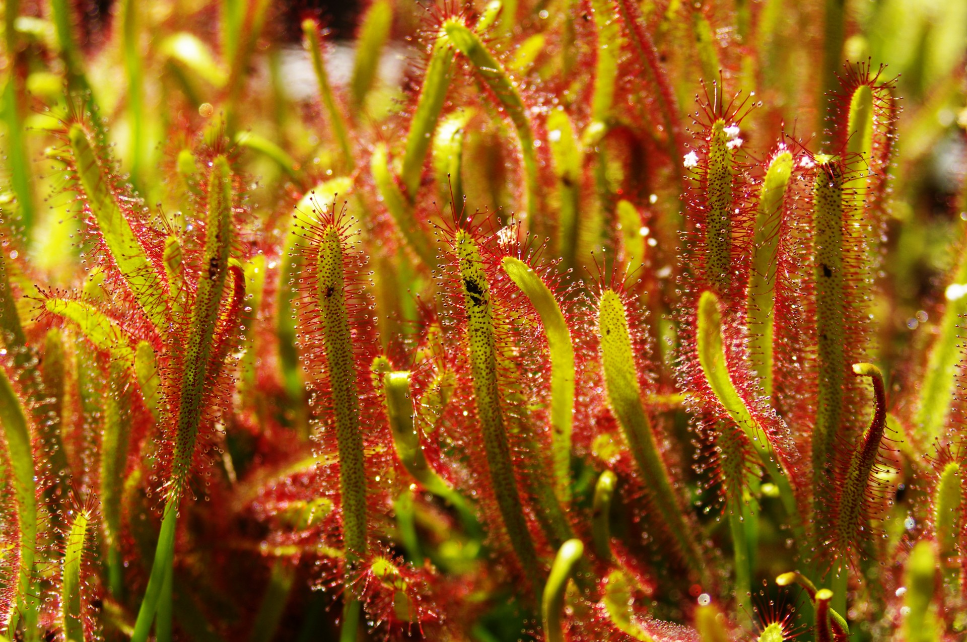 drosera anglica great english free photo