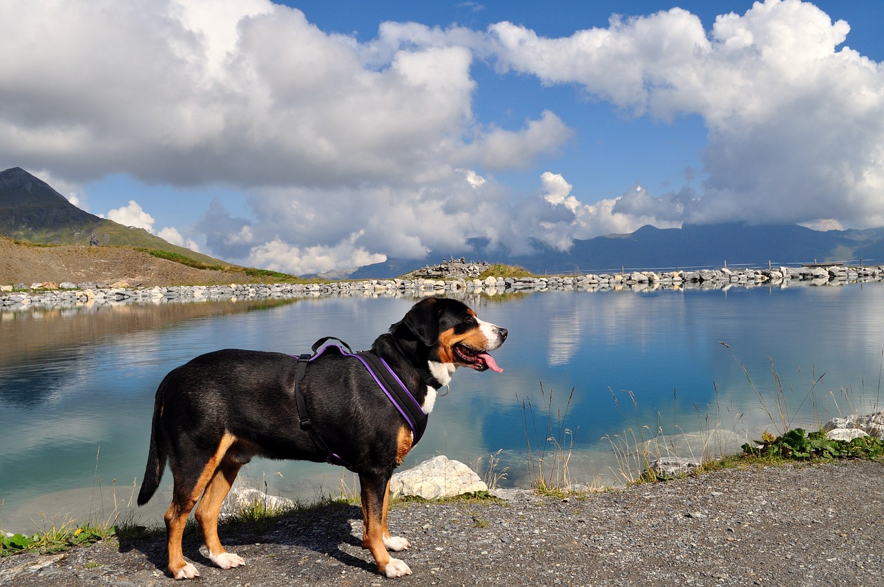 great swiss mountain dog eiger-jungfrau run grindelwald free photo