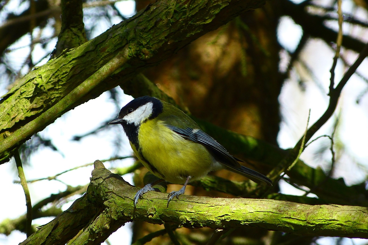 great tit bird nature free photo