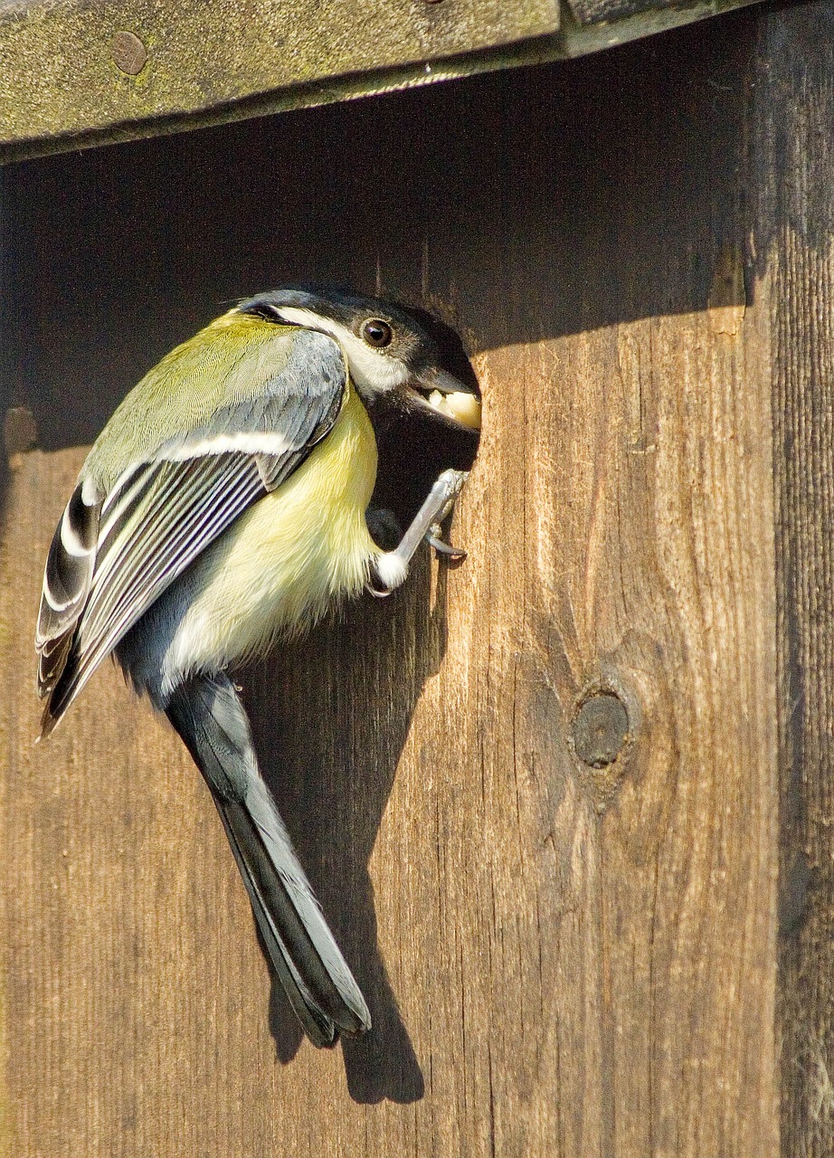 great tit english garden bird nesting box in garden free photo