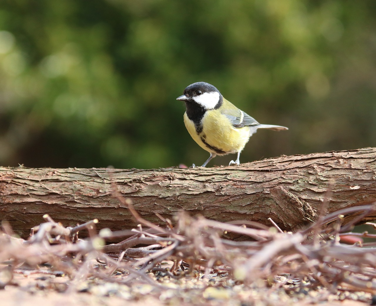 great tit garden bird song bird free photo