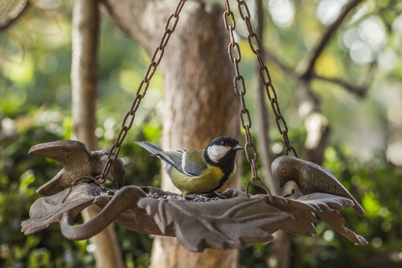 great tit tit bird free photo