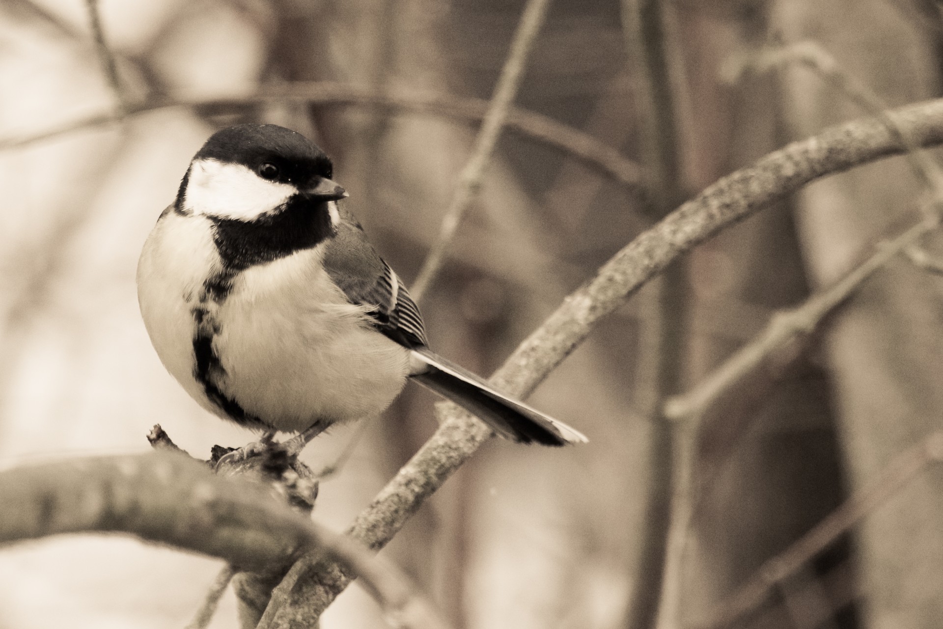 animal bird birds free photo