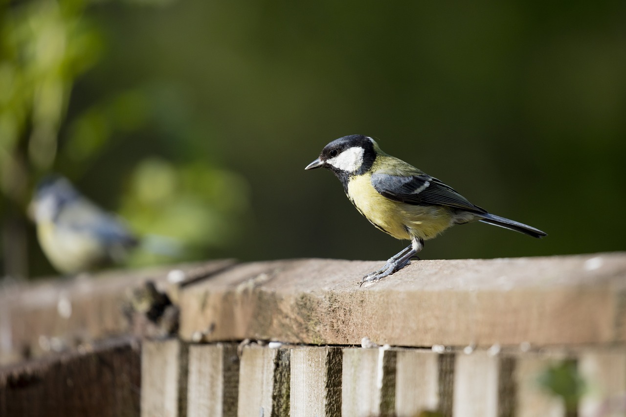 great tit bird garden free photo