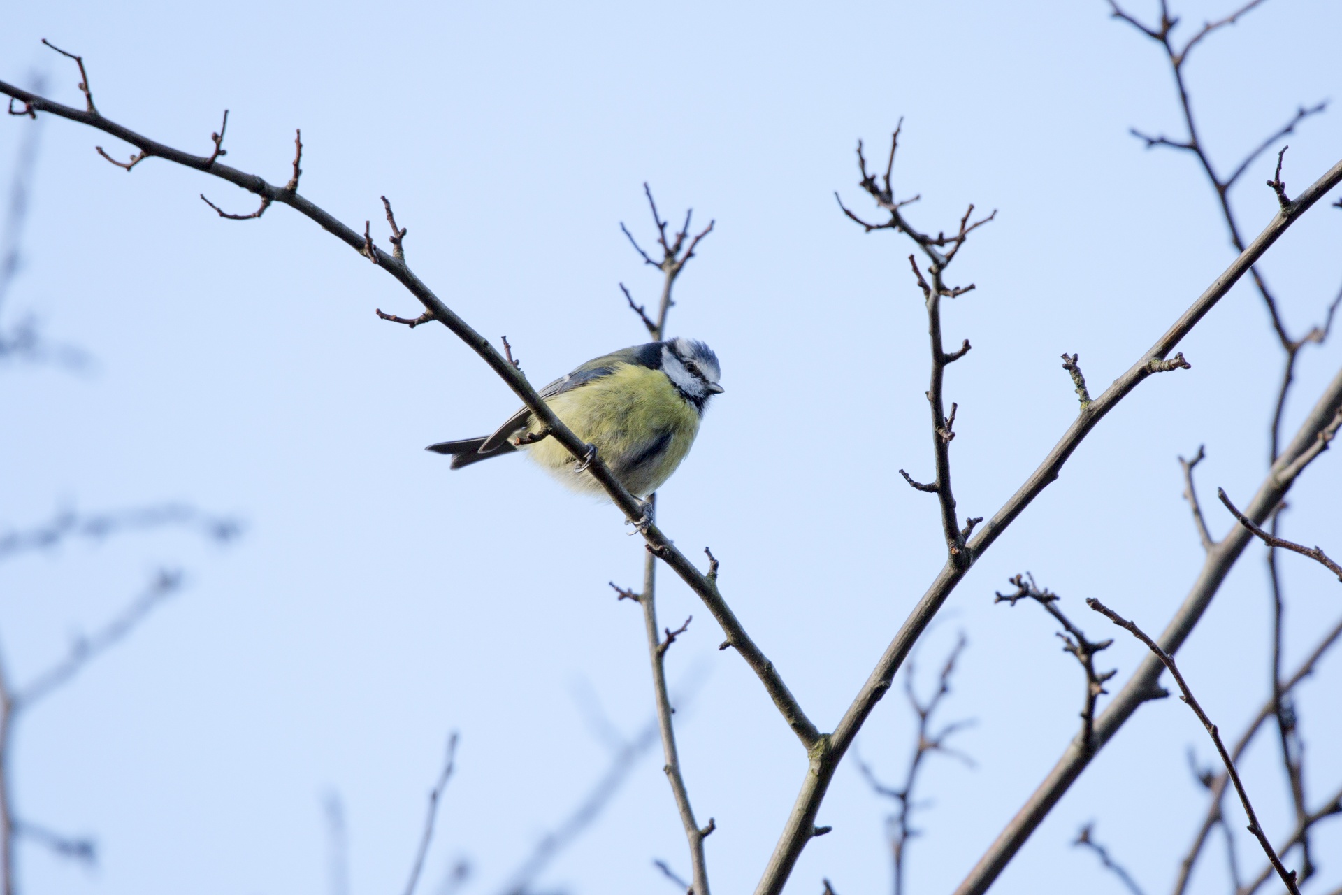 bird cut out great tit free photo