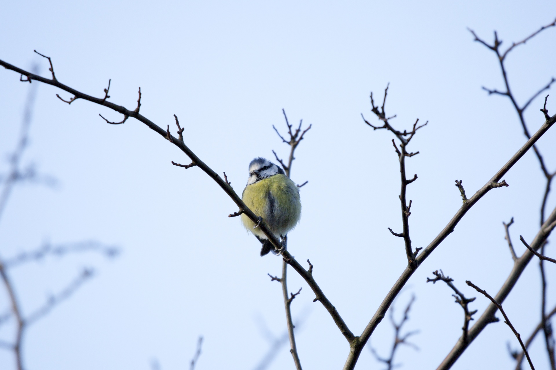 bird cut out great tit free photo