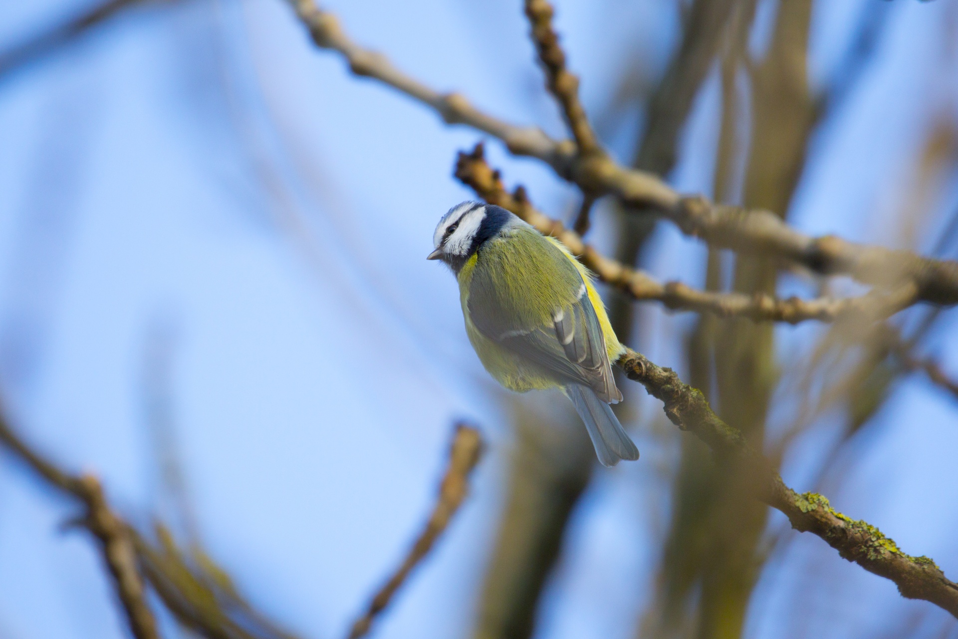 bird cut out great tit free photo