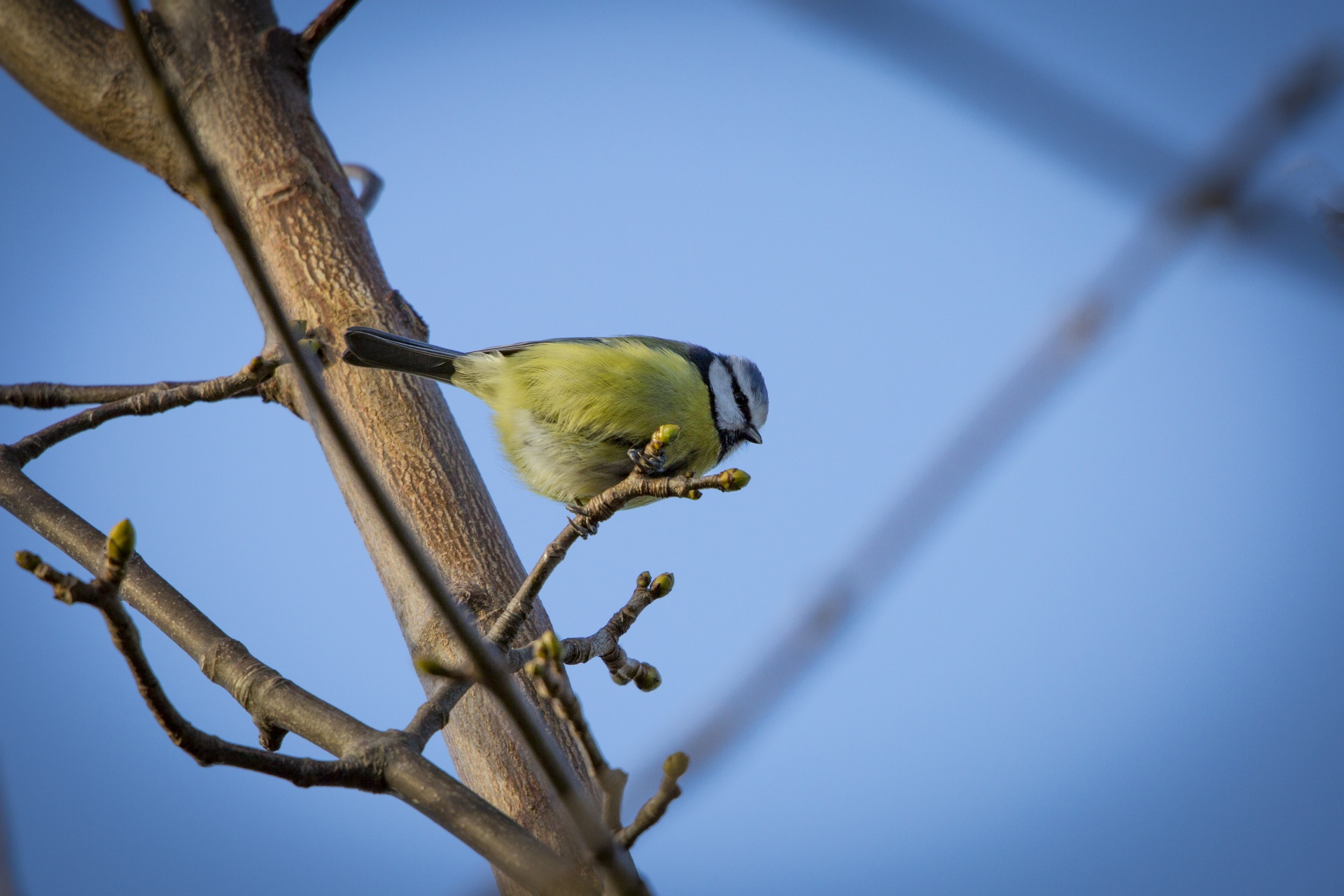 bird cut out great tit free photo