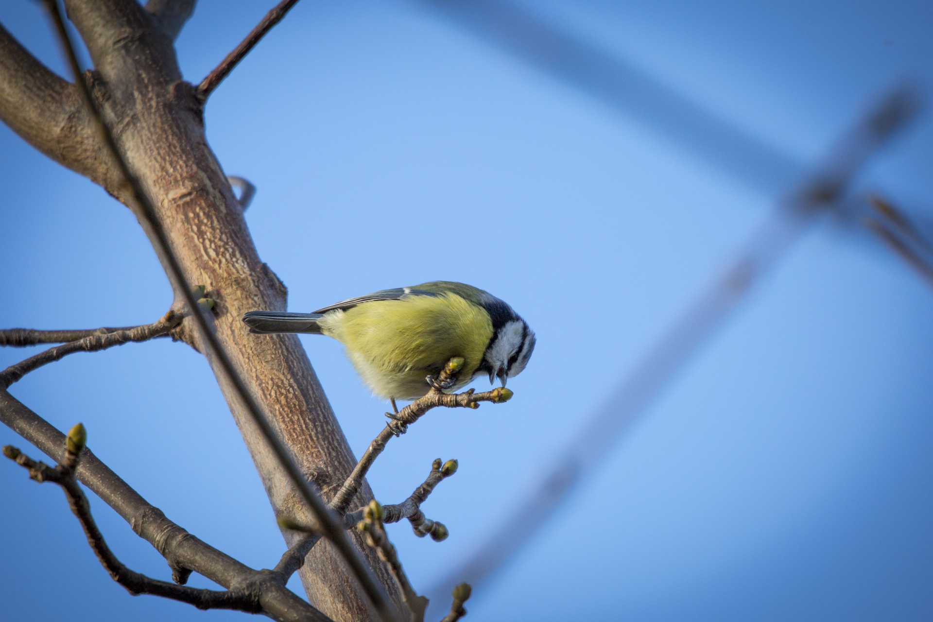 bird cut out great tit free photo