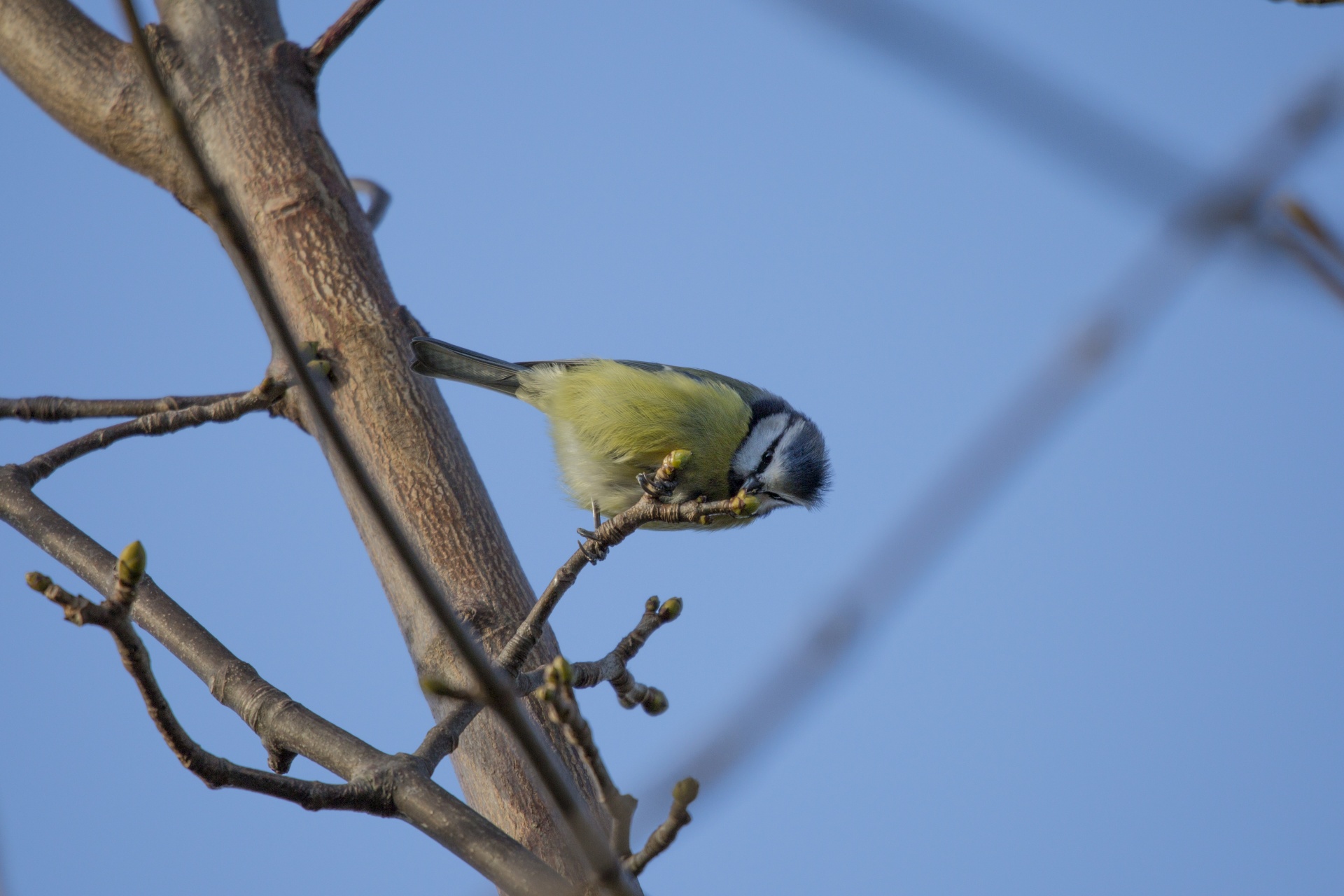 bird cut out great tit free photo