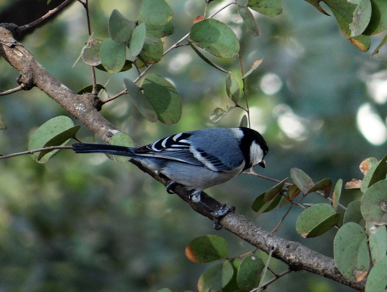 great tit hubli parus major free photo