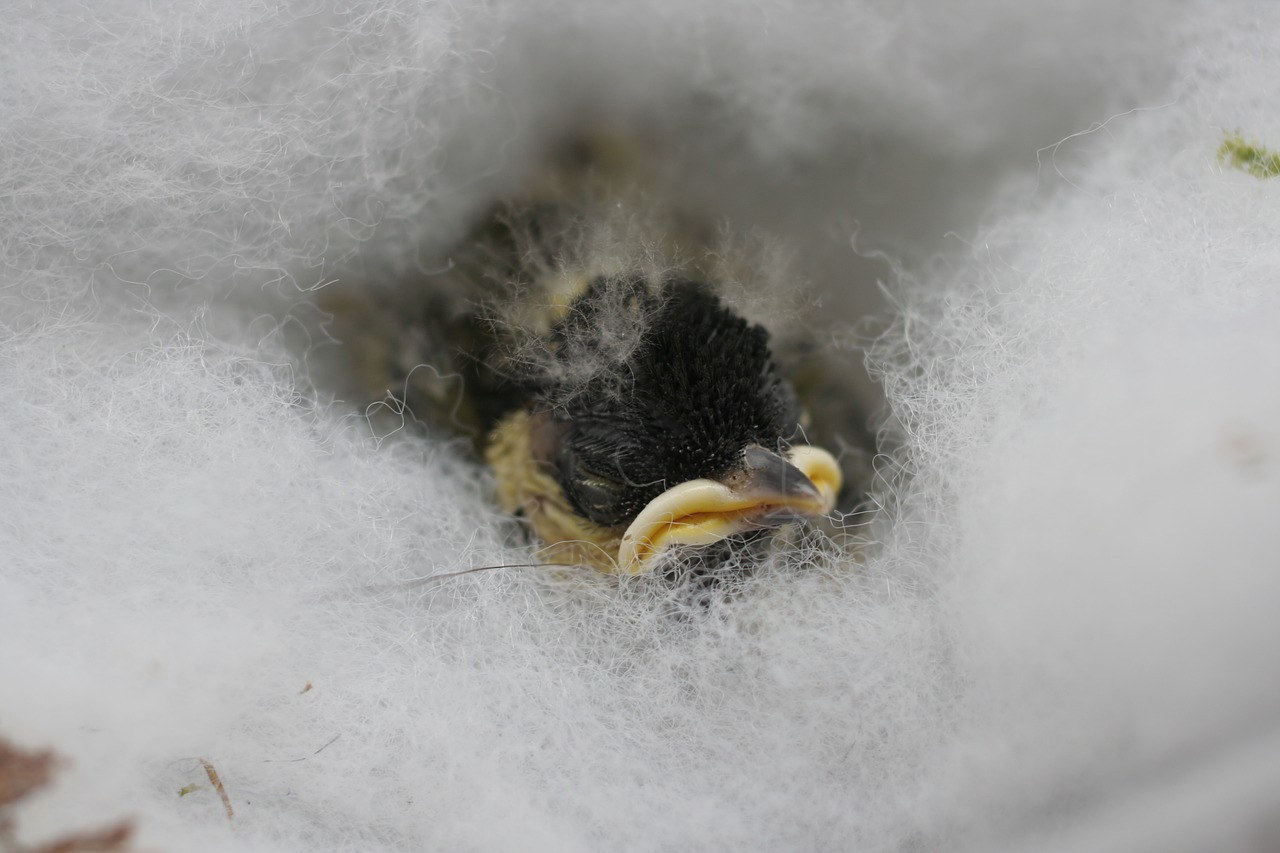 great tit young bird vogelvoederplaats free photo