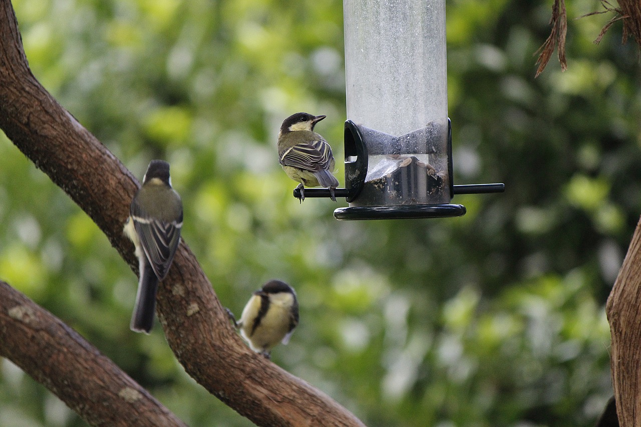 great tits birds tit free photo