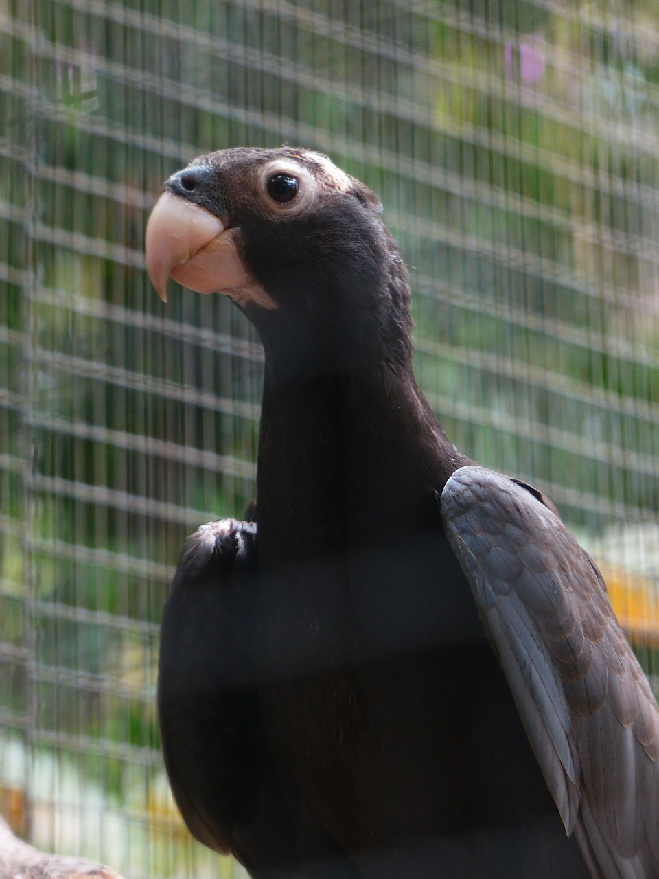 Great vasa parrot,bird,grey,curious,awakened - free image from needpix.com