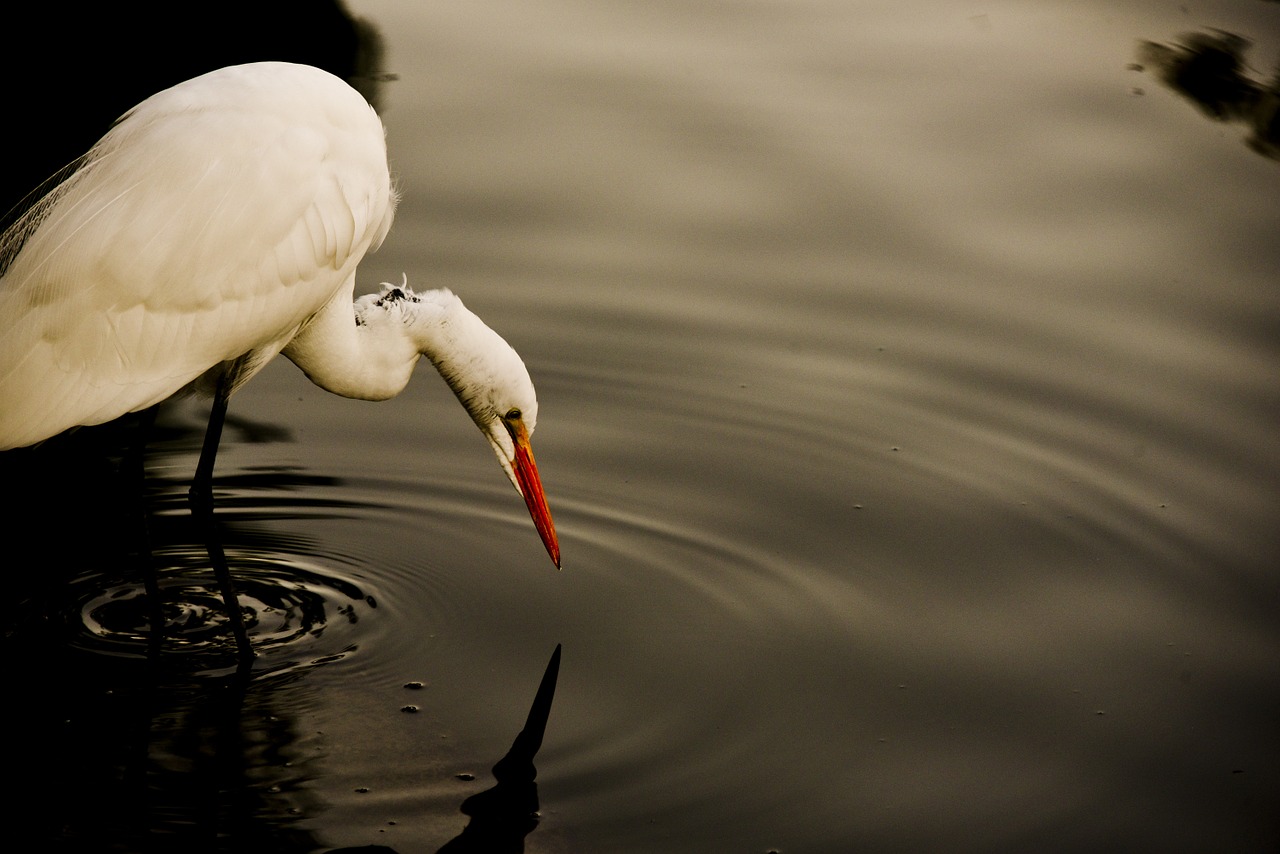 great white egret fishing eating free photo