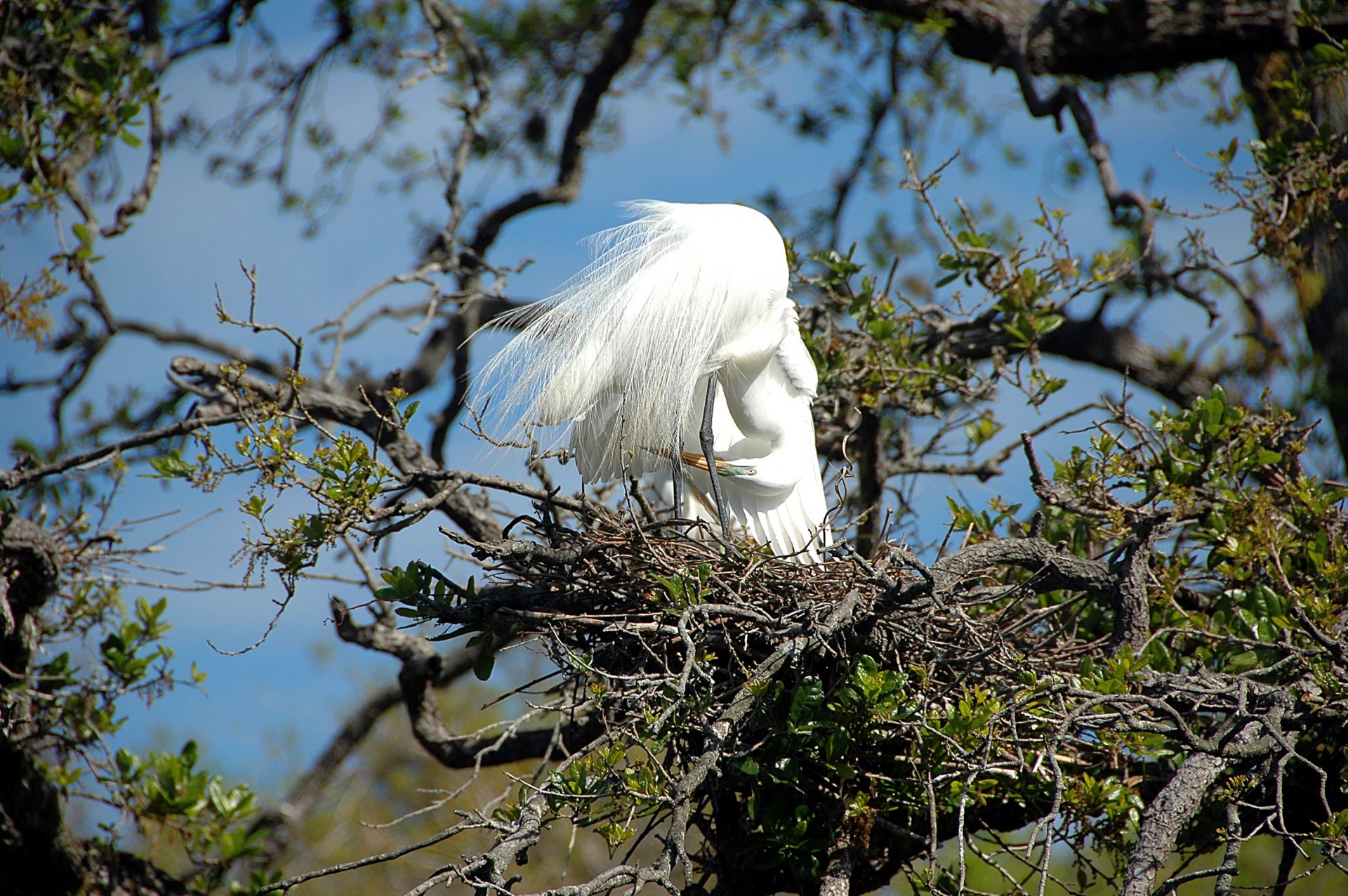 white egret bird free photo